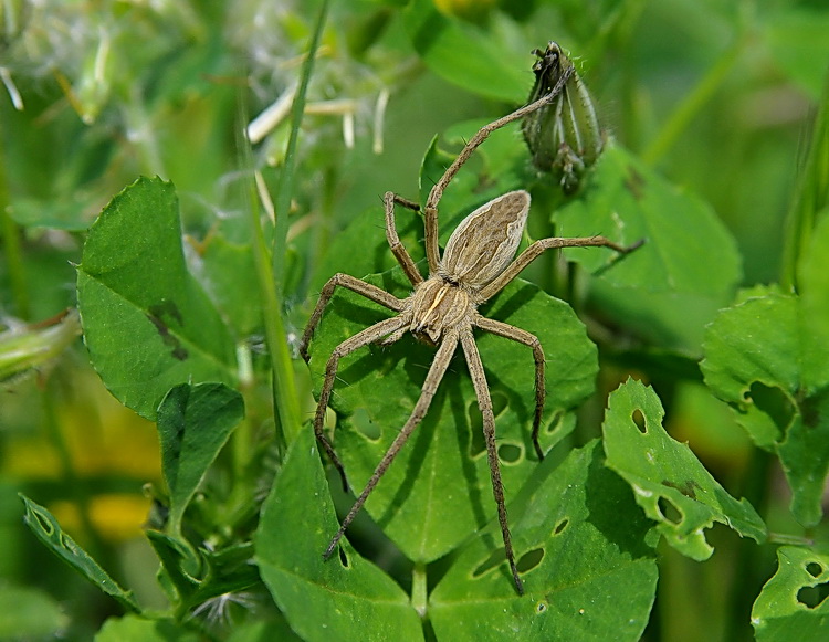 Pisaura mirabilis
